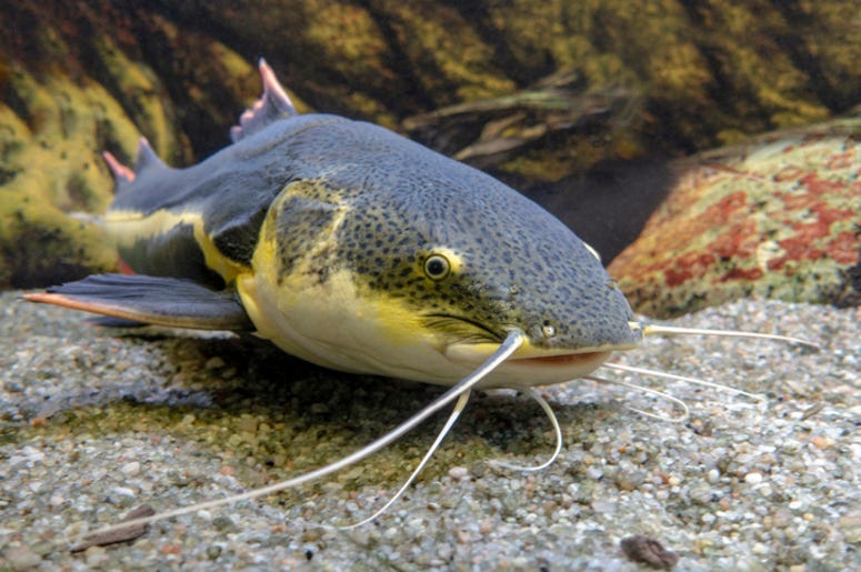 Catfish