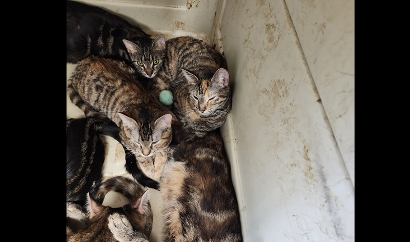 Abandoned cats