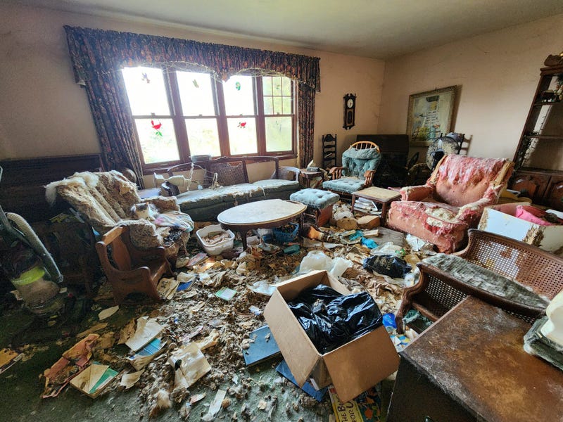 Hoarding situation with 35 cats rescued in Westmoreland County home