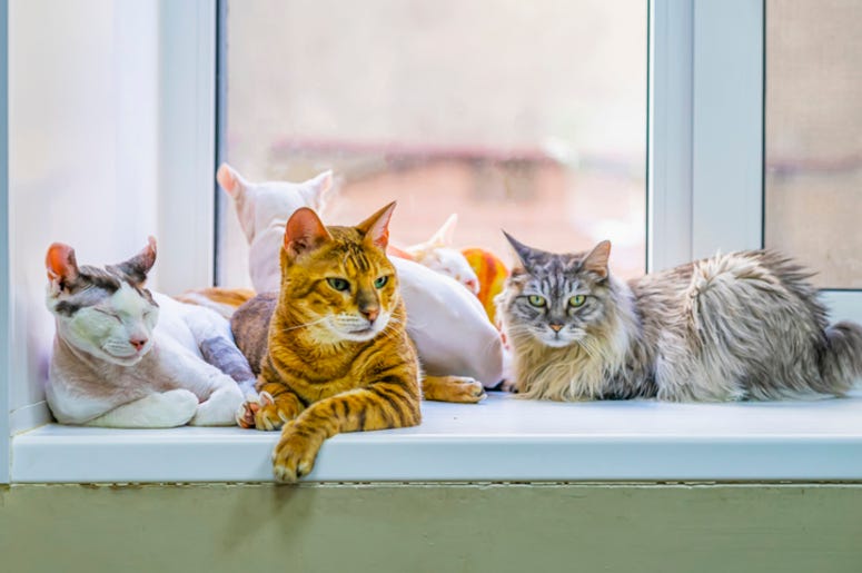 Cats