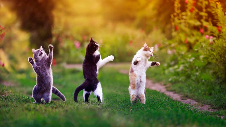 One-of-a-kind acrobat show starring rescue cats coming to DFW