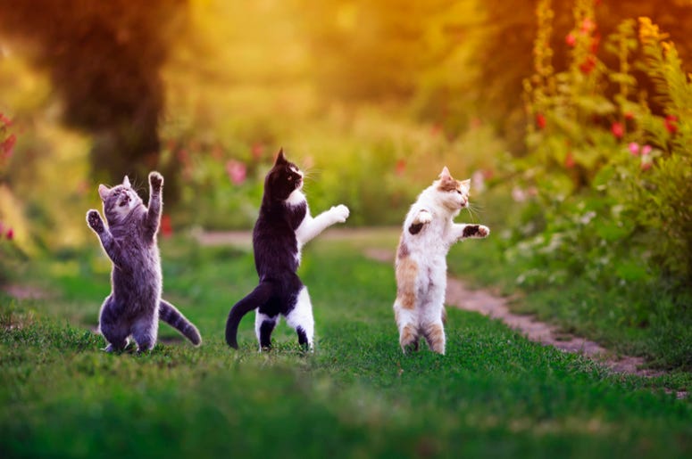 Cats
