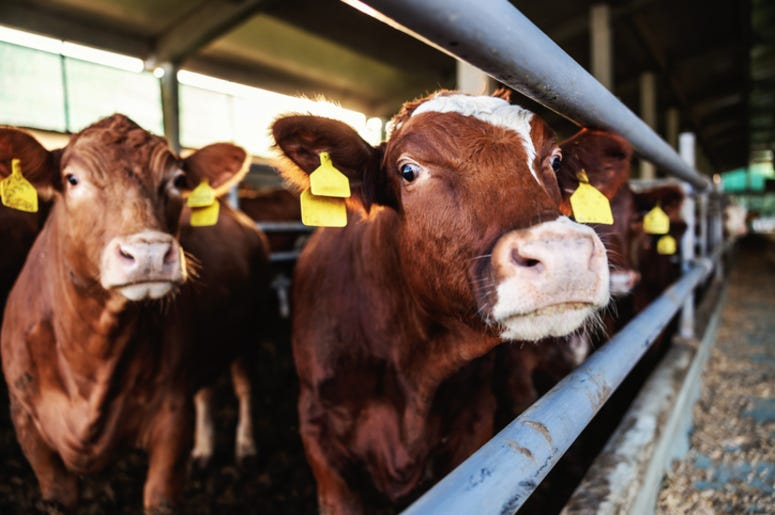 Cattle