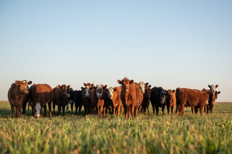 Cattle_Herd
