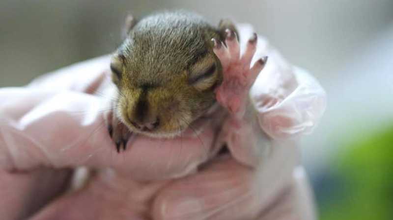 Now is the season for young squirrels, or kits, to be brought in to the refuge.