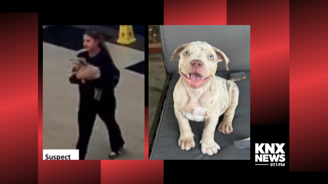 Cerritos Sheriff's looking to identify puppy thief