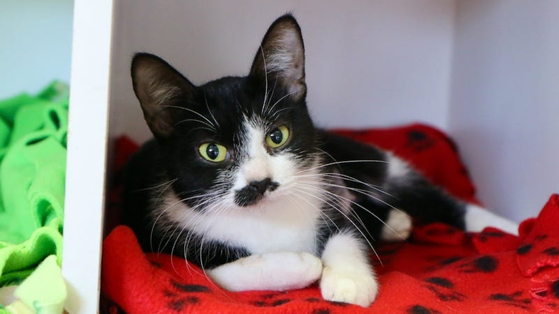 Ceviche @ AUstin Humane Society  11/29/23
