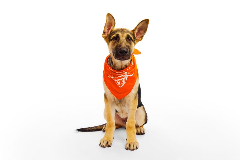 Puppy Bowl 2025