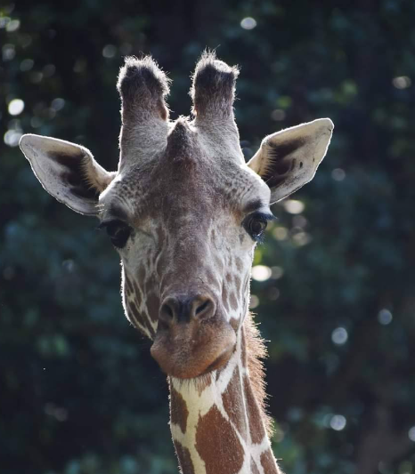 Riverbanks Zoo and Garden FB page