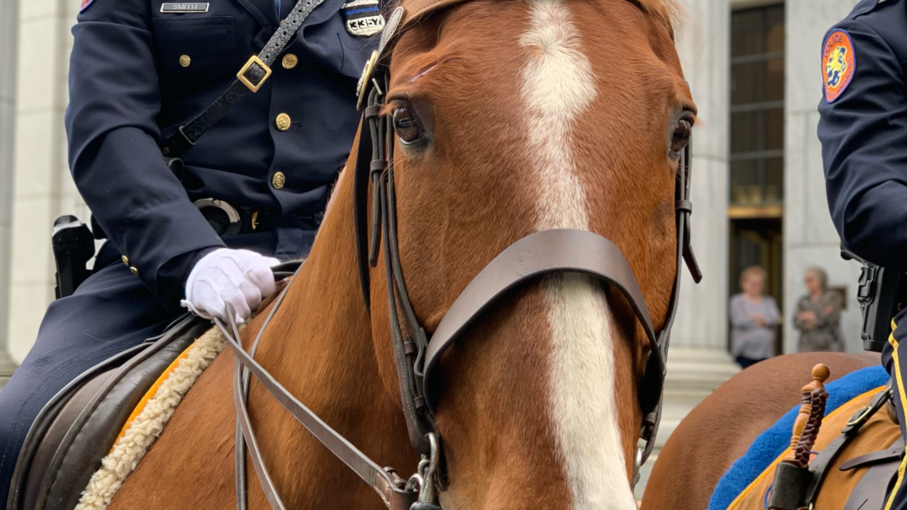 Beloved Nassau police horse, named after 9/11 officer, dies after tumor diagnosis