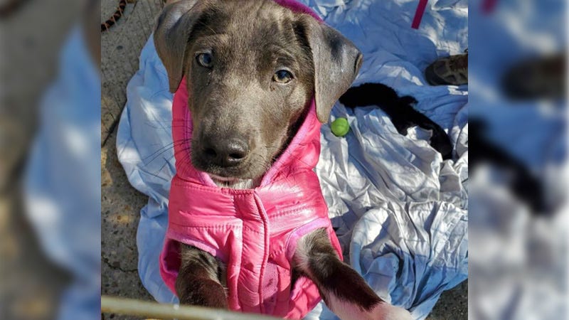 brown dog in pink coat