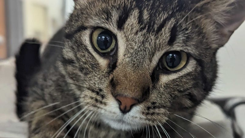 Checkers @ Austin Humane Society 3/29/23