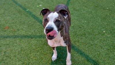 KLUV Canine Corner: Chelsea