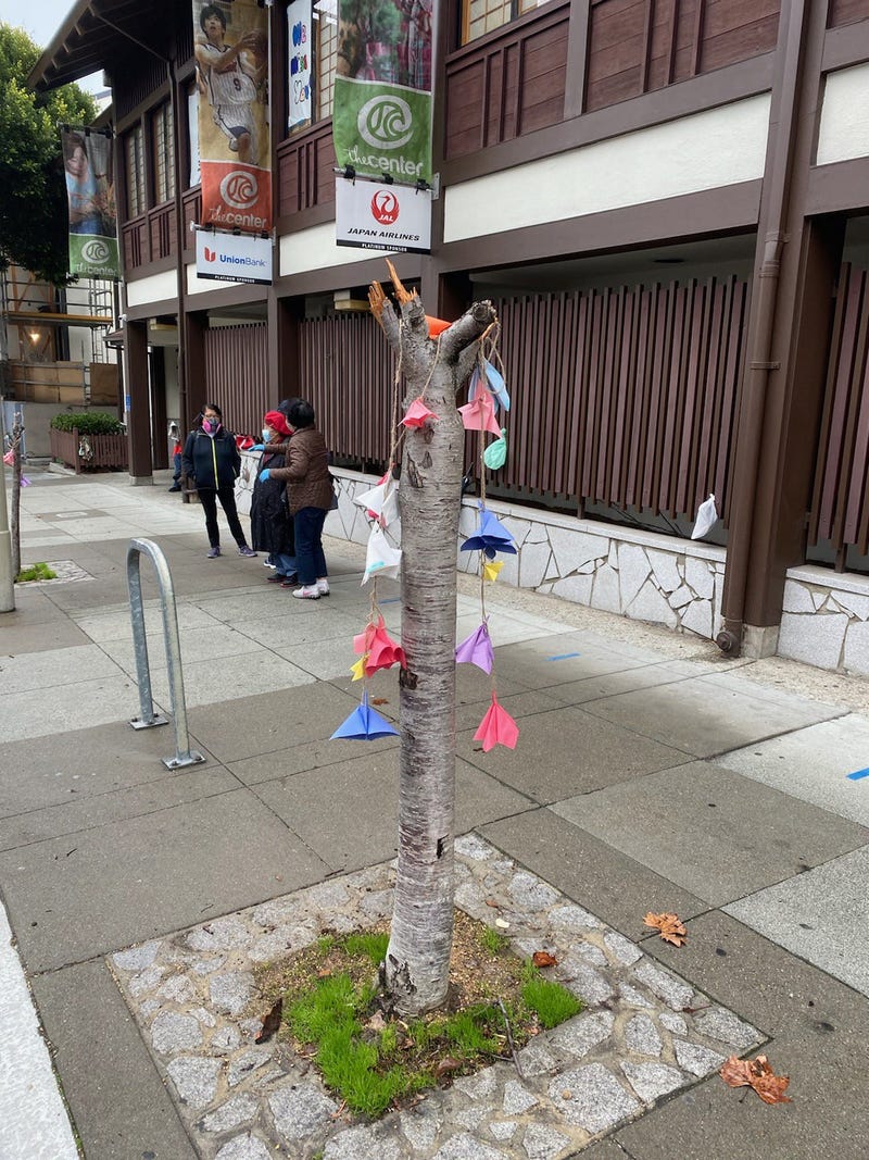 A ribbon covers what's left of one of the vandalized cherry blossom trees in San Francisco's Japantown.