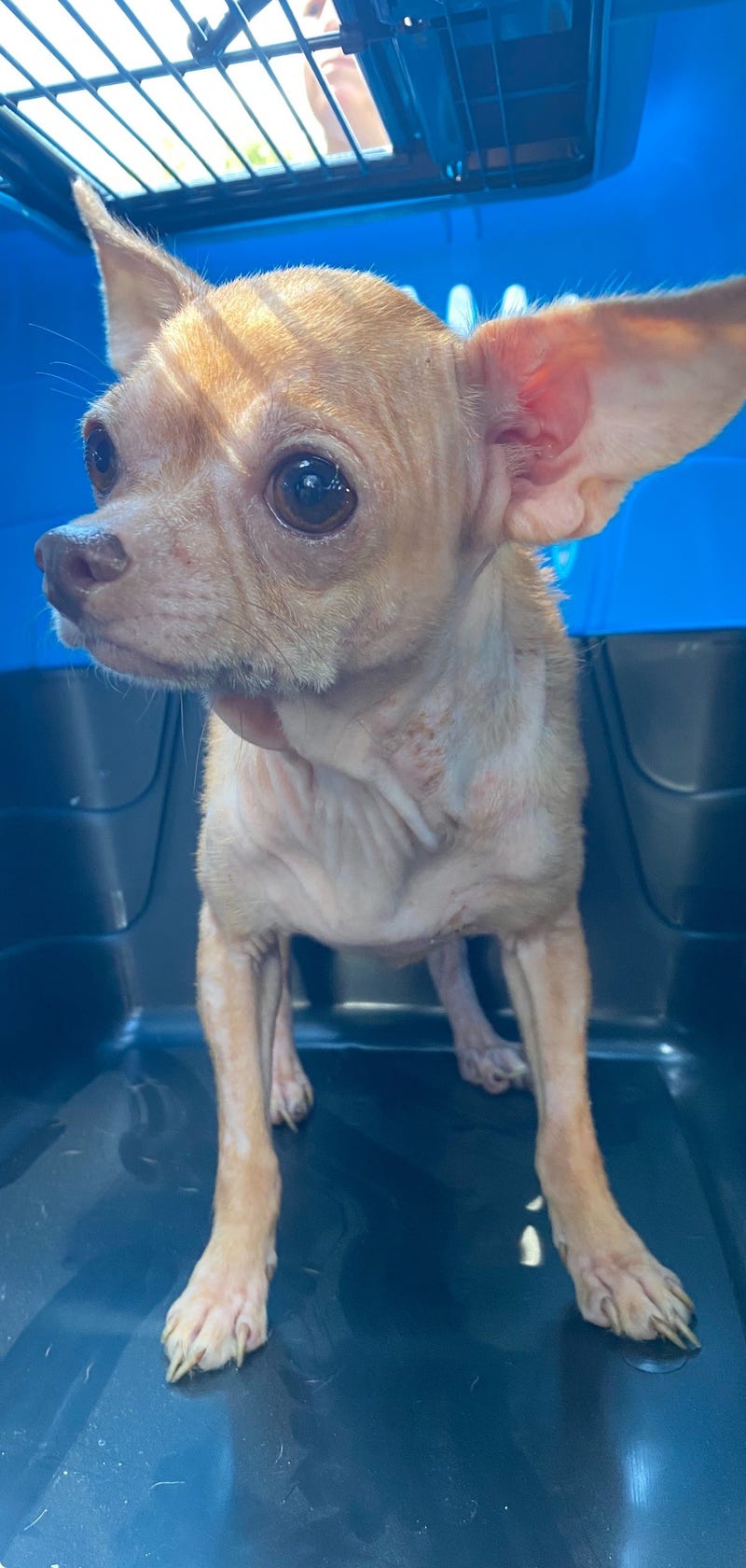Humane Society of Missouri