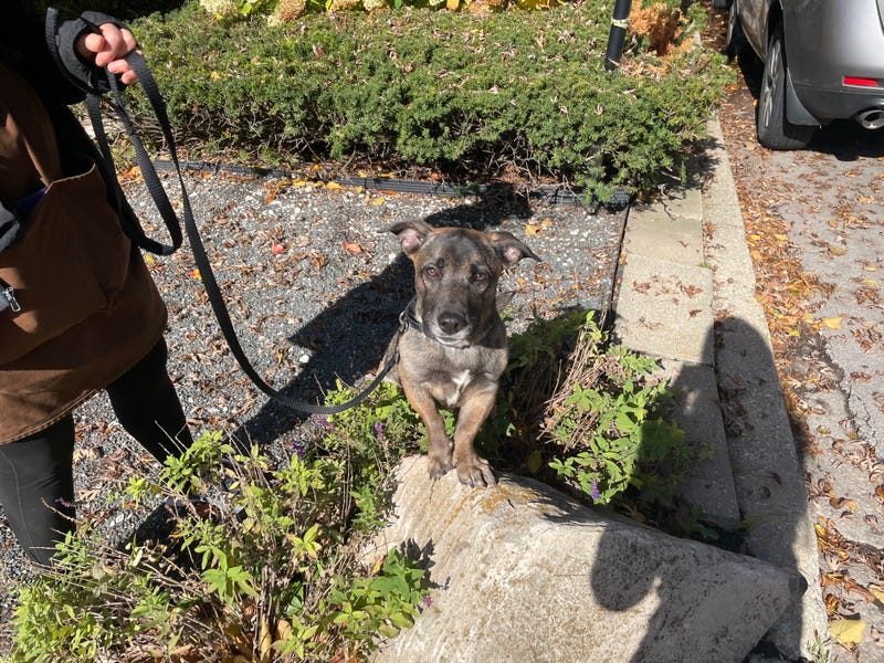 dog adoption