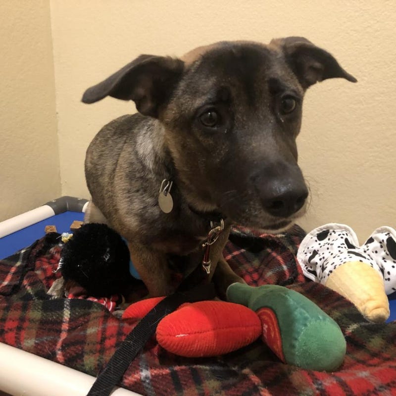 dog adoption
