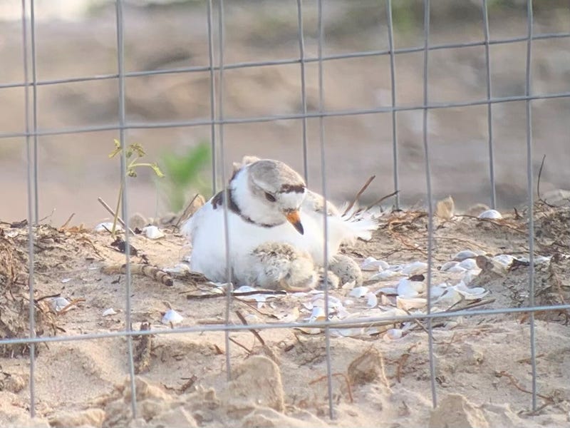 Piping plover Searocket looks over a new piping plover chick after it hatched on Sunday morning at Chicago's Montrose Beach. Searocket mated with piping plover Imani to make the first plover nest at the beach since 2021.