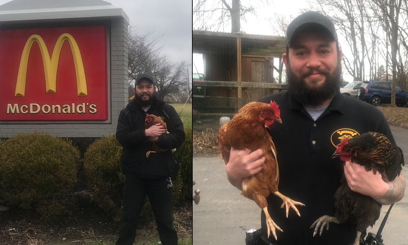 Chickens