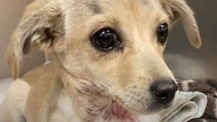 Chihuahua puppy shot with arrow in Desert Hot Springs