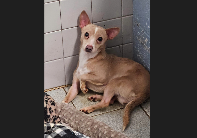 Chihuahua found by Lawrence County Humane Society