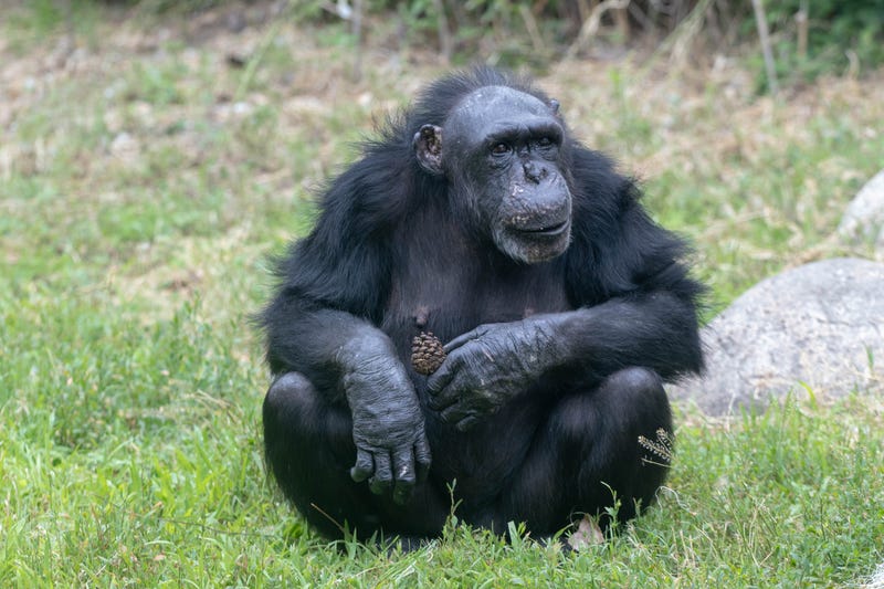 Chimpanzee Audra