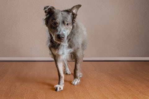 Chip, a 7-year-old, 53 pound Shepherd mix, with a sensitive soul and a cautious approach to life.
