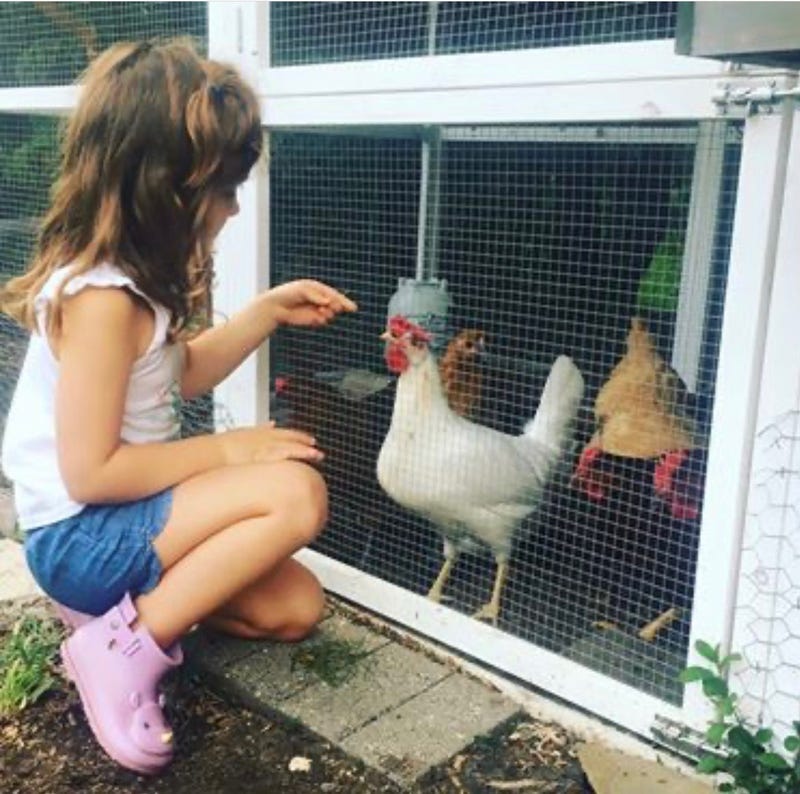 Chickens DuPage County