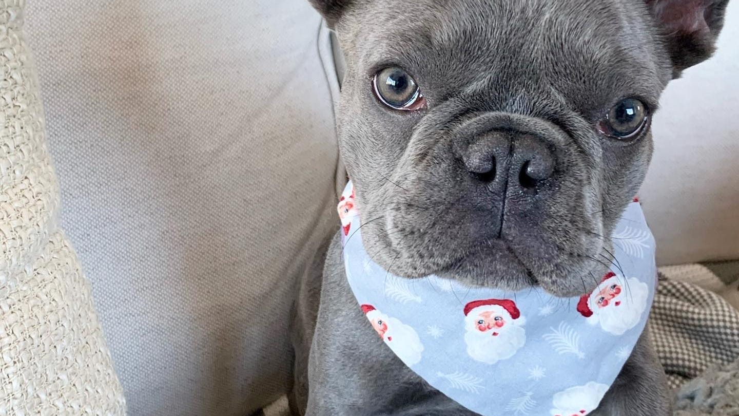 VIDEO: Police release footage of brutal attack, robbery of SF woman's French Bulldog puppy