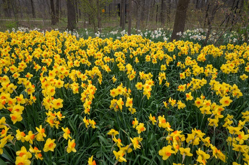 fall bulbs