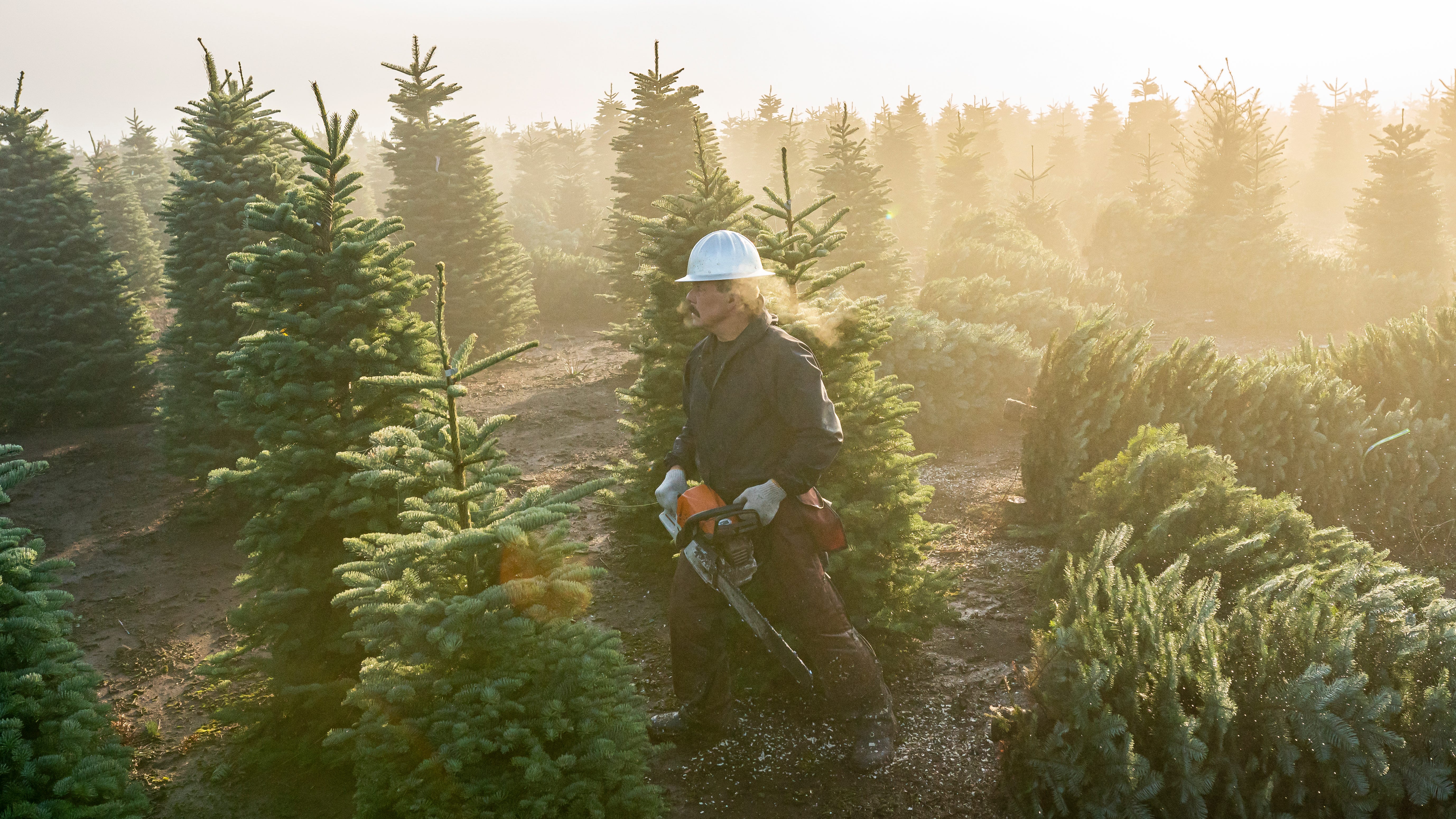 Christmas tree lots see surge in sales amid pandemic