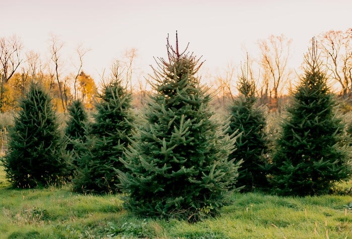 holidays tree business