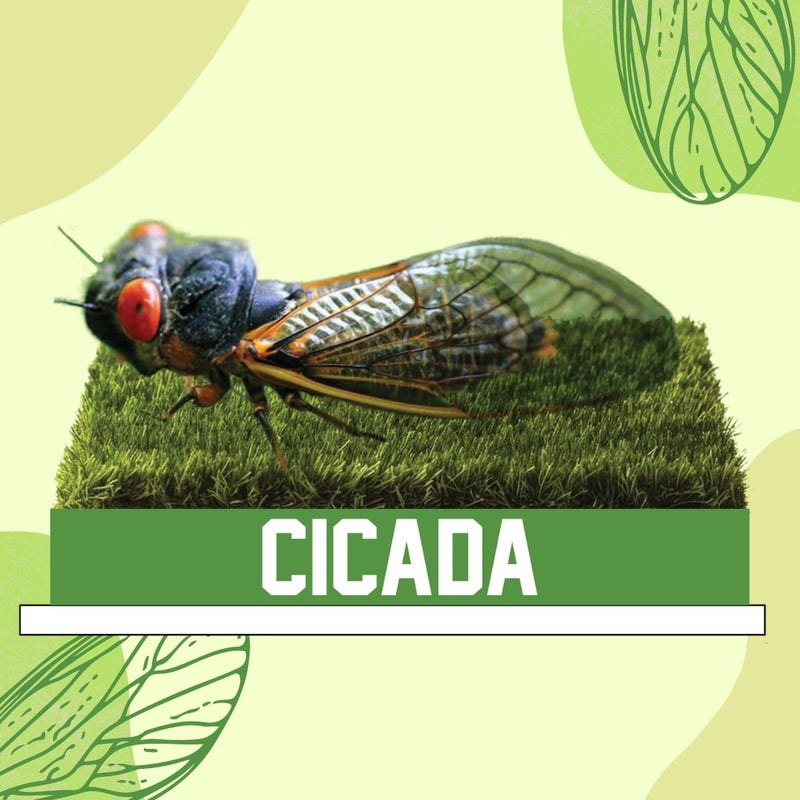 cicada bobblehead