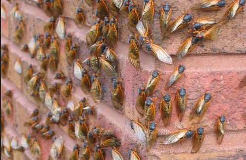 Cicadas