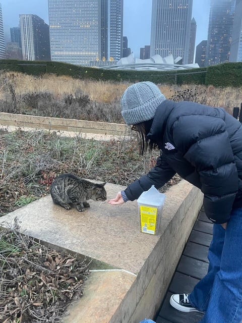 Millennium Park cat