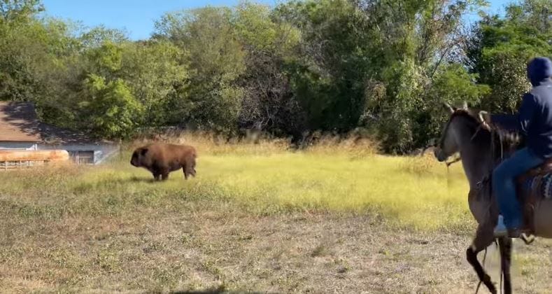 Bison runs loose in Belton