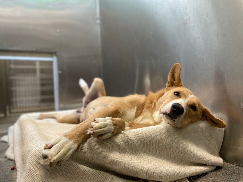 Clementine A1178231