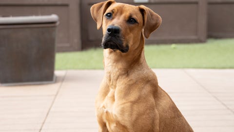 Pet of the Week: Clover