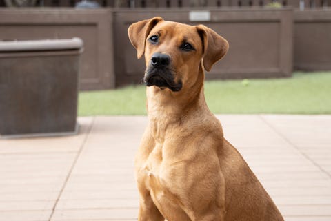 Clover is a 3-year-old female Shepherd mix. She weighs 71.8 pounds.