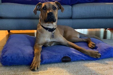 Clover is a 3-year-old female Shepherd mix. She weighs 71.8 pounds.