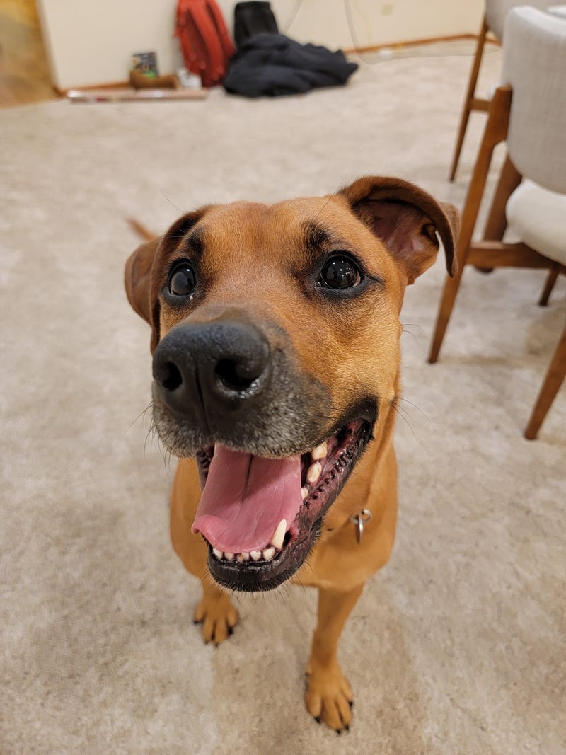 Clover is a 3-year-old female Shepherd mix. She weighs 71.8 pounds.