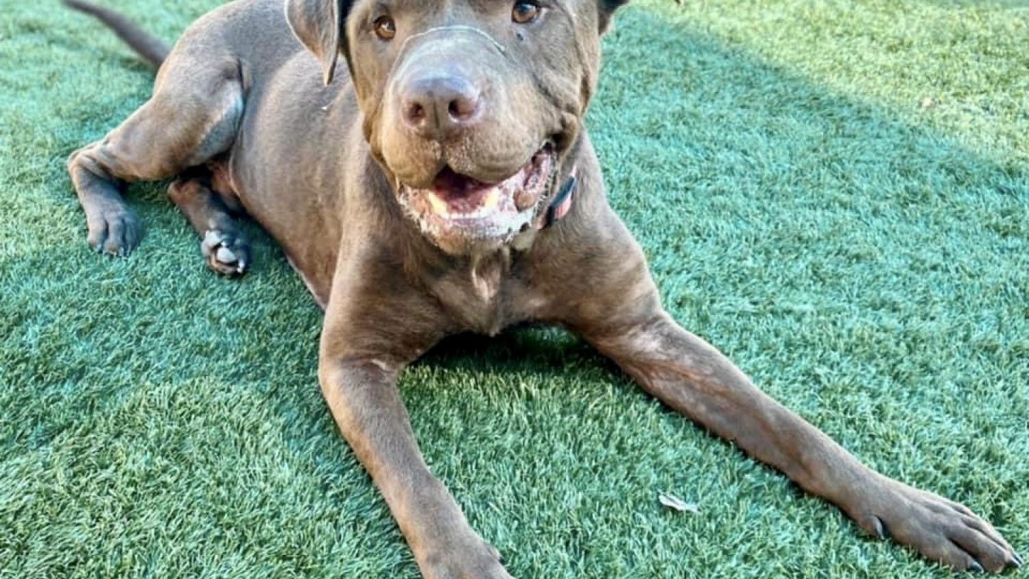 Canine Corner: Coco