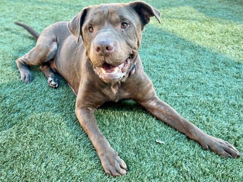 Coco #A1000762