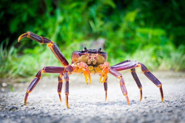 Coconut_Crab