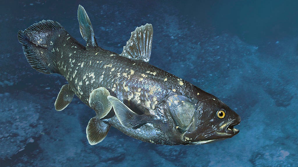 200-pound, 'four-legged' fish discovered in the Indian Ocean
