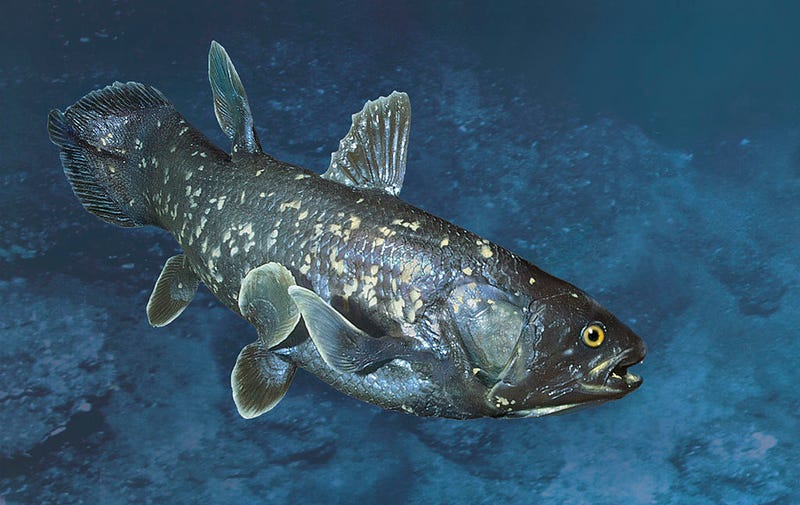Coelacanth fish
