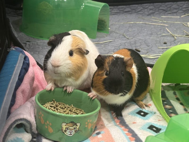 Coffee and Pudding