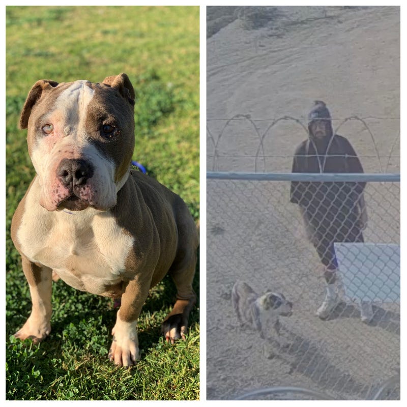 left: the dog and right: the man seen abandoning the dog