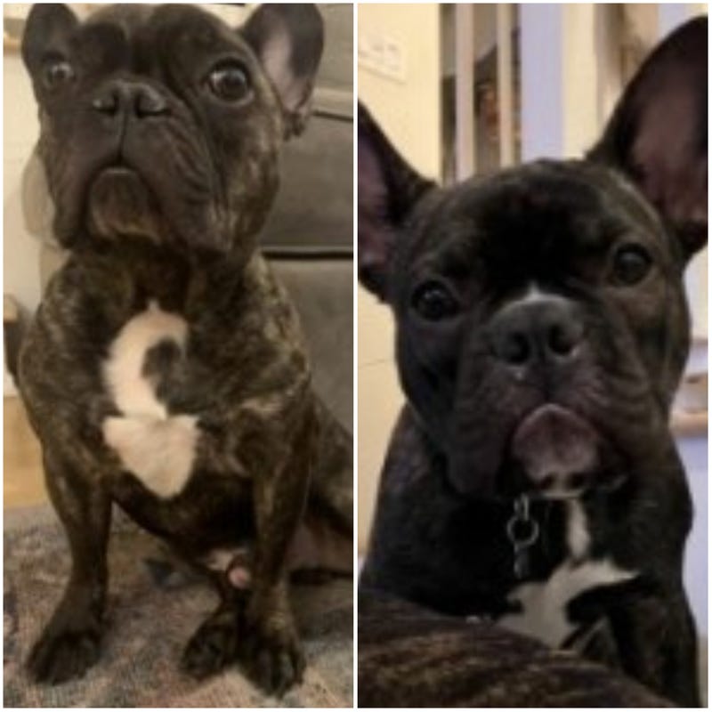 french bulldogs
