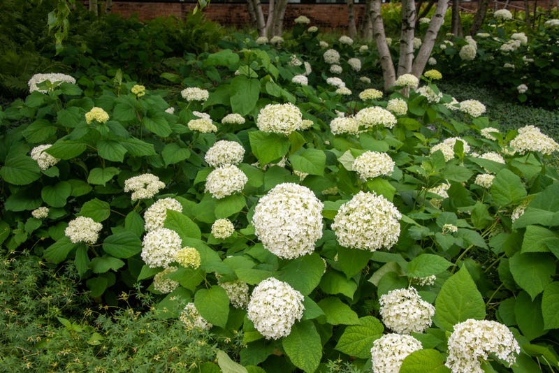 hydrangeas